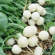 radish-seeds-white-beauty