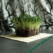radish-tokinashi-all-season-microgreens