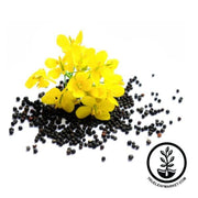 rapeseed-canola-microgreens-seeds