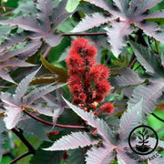 ricinus-castor-bean-communis-seed