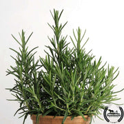 Organic Rosemary