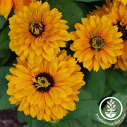 rudbeckia-goldilocks-flower-seed