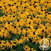 rudbeckia-goldsturm-flower-seeds-Comp