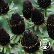rudbeckia-green-wizard-flower-seeds