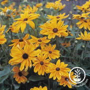rudbeckia-indian-summer-flower-seed