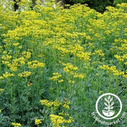 rutaceae-rue