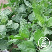 sacred-cornplanter-tobacco-seed