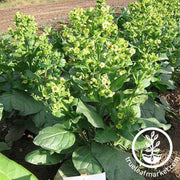 sacred-wyandot-tobacco