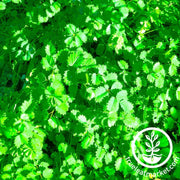 salad-burnet-herb-seeds