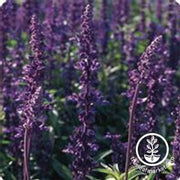 salvia-evolution-violet-blue-flower-seed