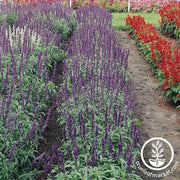 salvia-victoria-series-flower-seed