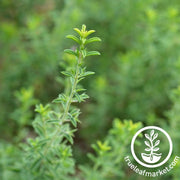 savory-seeds-winter