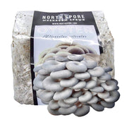 Blue Oyster Mushroom Grain Spawn (Organic)