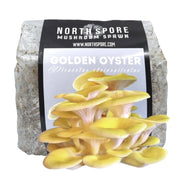 Golden Oyster Mushroom Sawdust Spawn