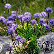 scabiosa-blue-note-flower-seeds