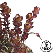 sedum-voodoo-flower-seeds