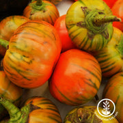 turkish orange eggplant