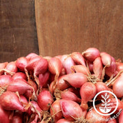 shallot-sets-red