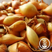 shallot-sets-yellow