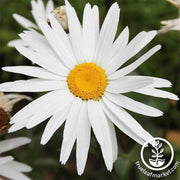 shasta-daisy-silver-princess-flower-seeds