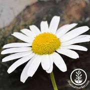 shasta-daisy-snow-lady-flower-seeds