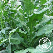 shirey-tobacco-seed