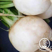 shogoin-turnip