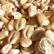 silvermine-corn-seeds