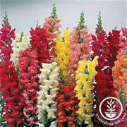 snapdragon-liberty-classic-series-mix-flower-seed