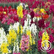 snapdragon-maximum-mix-flower-seed