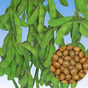 soybean-kouri