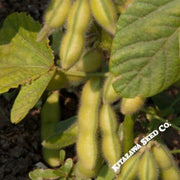 soybean-tohya