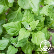 spinach-seeds-new-zealand