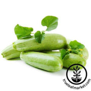 squash-seeds-italian-genovese