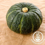squash-seeds-italian-zucca-de-lungo-verde