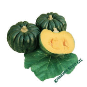 squash-seeds-japanese-winter-kogiku