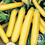 squash-seeds-summer-49er-f1-comp