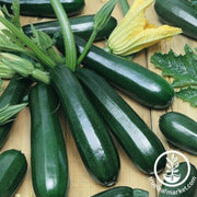 squash-seeds-summer-black-coral-f1