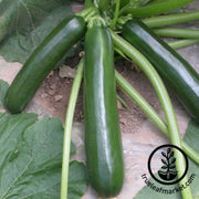 squash-seeds-summer-black-jade-hybrid