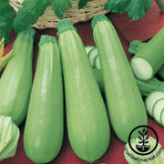 squash-seeds-summer-clarinette-f1