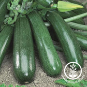 squash-seeds-summer-jasper-f1