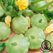 squash-seeds-summer-lunar-eclipse-f1