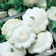 squash-seeds-summer-moonbeam-f1