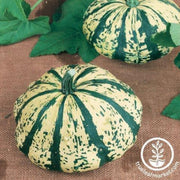 squash-seeds-summer-partial-eclipse-f1