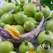 squash-seeds-summer-ronde-de-nice