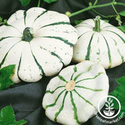 squash-seeds-summer-scallop-jaune-et-verte