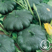 squash-seeds-summer-total-eclipse-f1