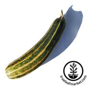 squash-seeds-summer-vegetable-marrow-green-bush