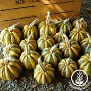 squash-seeds-winter-american-tondo