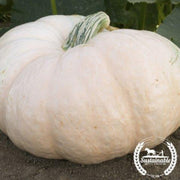 squash-seeds-winter-amish-pie-organic